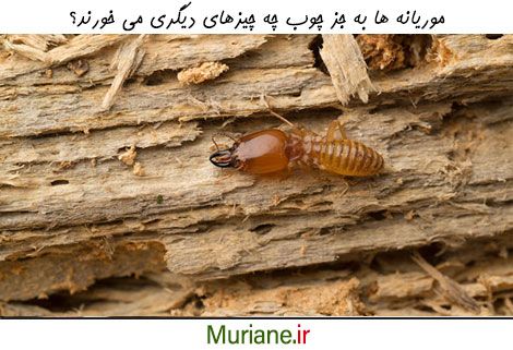 تغذیه موریانه ها از چه چیزی است؟