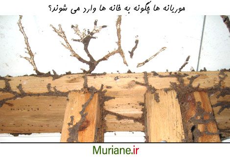 موریانه ها چگونه به خانه ها وارد می شوند؟