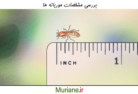بررسی مشخصات موریانه