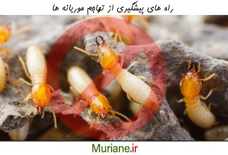 چگونگی پیشگیری از هجوم موریانه ها به خانه