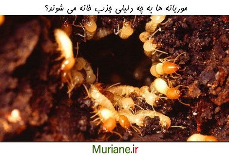 دلایل جذب موریانه ها به خانه