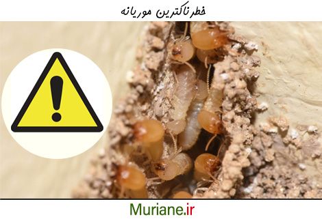 خطرناک ترین موریانه کدام موریانه است؟