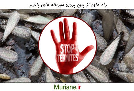 راه های از بین بردن موریانه های بالدار